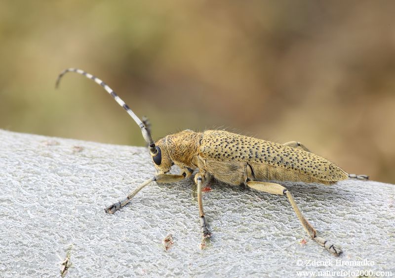 kozlíček jívový, Saperda similis, Cerambycidae, Saperdini (Brouci, Coleoptera)
